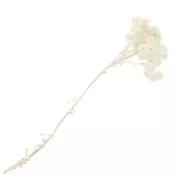 Sempreverde del Var Bianco - fiore secco per creazioni DIY x1 stelo