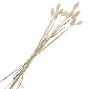 Fiori di Phalaris Natural secchi per creazione diy x10 steli