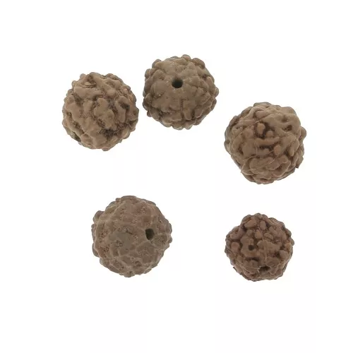 Semi naturali di Rudraksha lacrime di shiva 8 mm x20