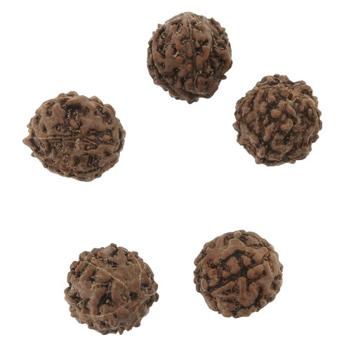 Semi naturali di Rudraksha lacrime di shiva 12 mm x10