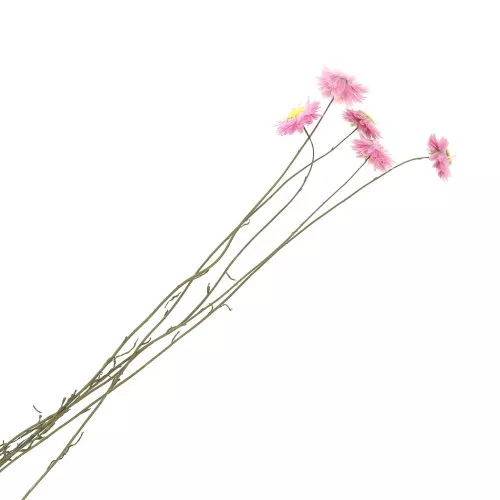 Sempreverde dell'Australia Rosa - fiore secco per creazione DIY x5 steli