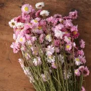 Sempreverde dell'Australia Rosa - fiore secco per creazione DIY x5 steli