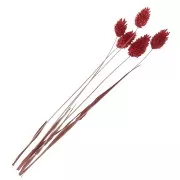 Fiori di Phalaris Rosso secchi per creazione diy x10 steli