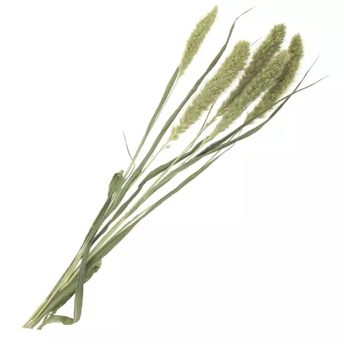 Fiori di setaria Verdi secchi per creazione diy x5 steli