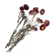 Sempreverde Rosso - Helichrysum - fiore secco per creazione DIY x5 steli