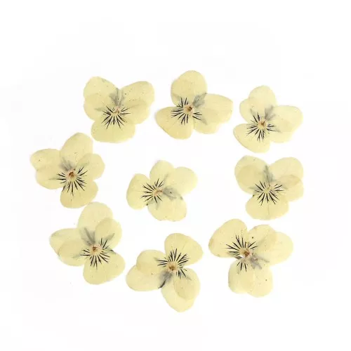 Fiori Viola del pensiero giallo chiaro secchi spremuti per la creazione DIY x1