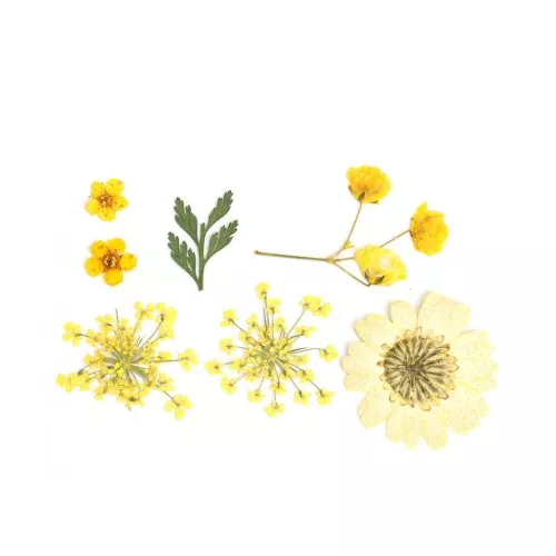 Assortimento fiori secchi e spremuti per la creazione DIY - Giallo x1