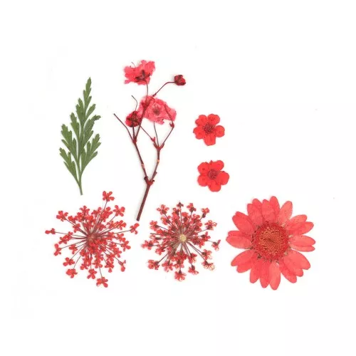 Assortimento fiori secchi e spremuti per la creazione DIY - Rosso x1