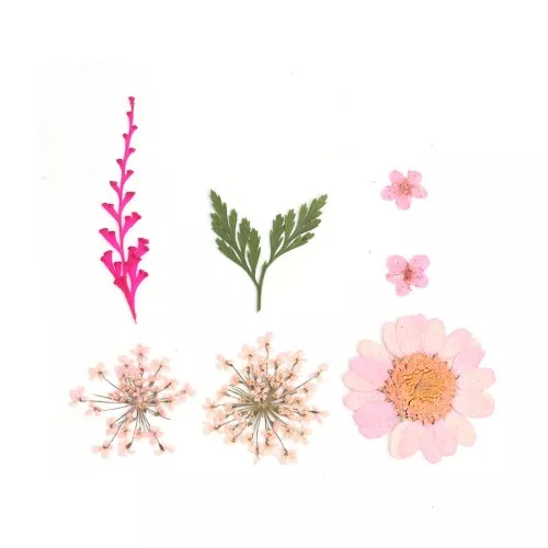 Assortimento fiori secchi e spremuti per la creazione DIY - Rosa x1