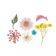 Assortimento fiori secchi e spremuti per la creazione DIY - Multicolore