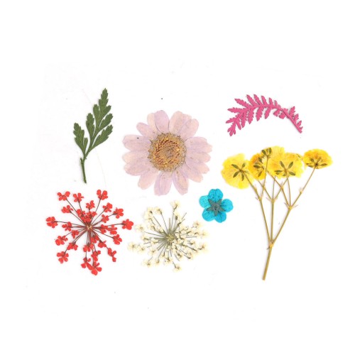 Assortimento fiori secchi e spremuti per la creazione DIY - Multicolore