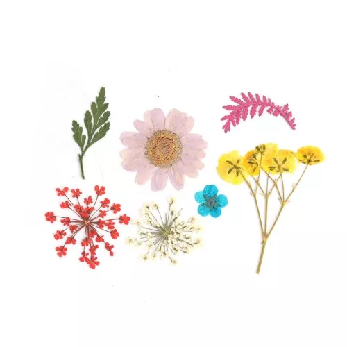 Assortimento fiori secchi e spremuti per la creazione DIY - Multicolore