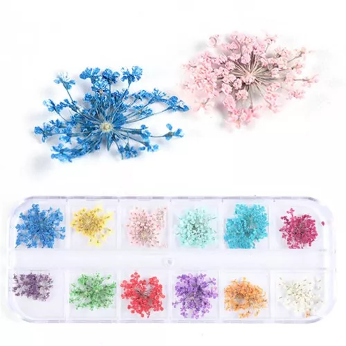Assortimento in scatola di 25 fiori secchi e spremuti - Multicolore