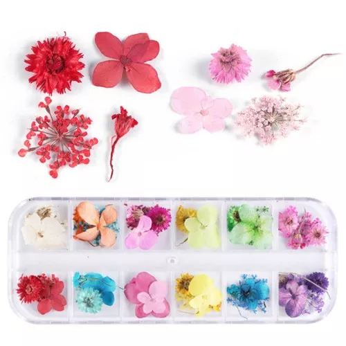 Assortimento in scatola di 48 fiori secchi e spremuti - Multicolore
