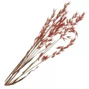 Fiori Avena Rosso secchi per creazione DIY x5 steli
