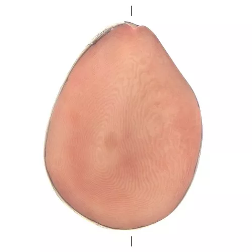 Seme di Tagua lavorato 35-50 mm Salmone x1