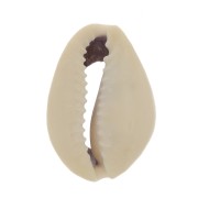 Assortimento di mezzo conchiglie Cauri 18 à 20 mm - Naturale x10