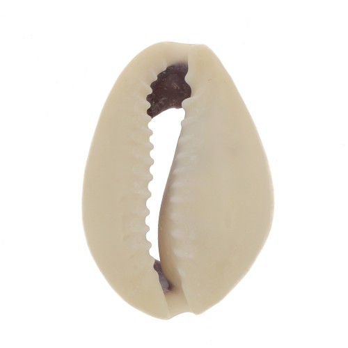 Assortimento di mezzo conchiglie Cauri 18 à 20 mm - Naturale x10