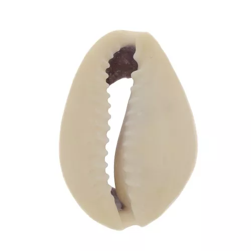 Assortimento di mezzo conchiglie Cauri 18 à 20 mm - Naturale x10
