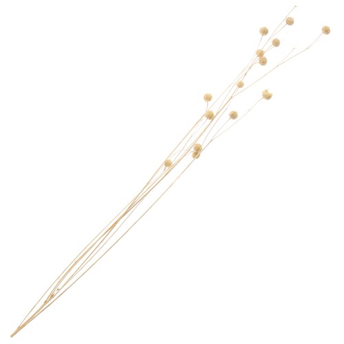 Lino naturale essiccato per composizione floreale x1 stelo