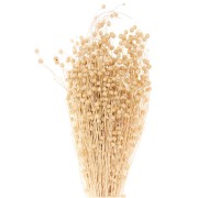 Lino naturale essiccato per composizione floreale x1 stelo