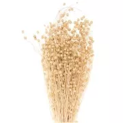 Lino naturale essiccato per composizione floreale x1 stelo