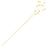 Lino giallo essiccato per composizione floreale x1 stelo|raw }}