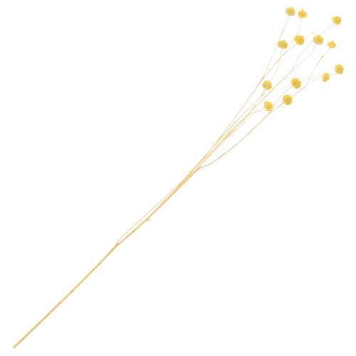 Lino giallo essiccato per composizione floreale x1 stelo