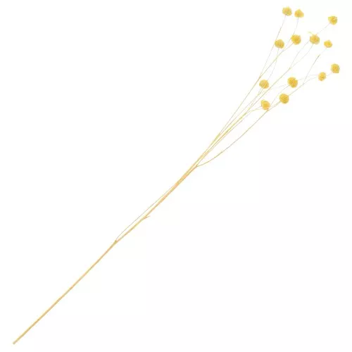 Lino giallo essiccato per composizione floreale x1 stelo