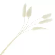 Lagurus essiccato - bianco - per composizione floreale x5 steli