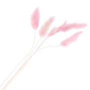 Lagurus essiccato - rosa - per composizione floreale x5 steli