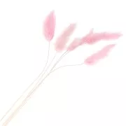 Lagurus essiccato - rosa - per composizione floreale x5 steli