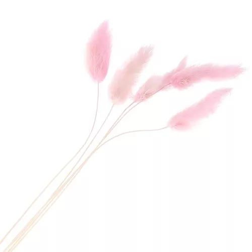 Lagurus essiccato - rosa - per composizione floreale x5 steli