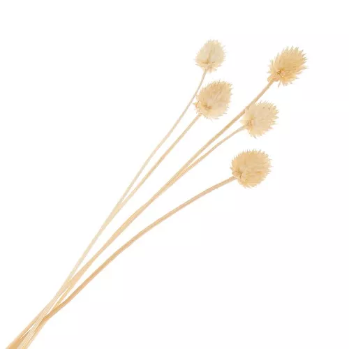 Carderia giapponese essiccata - naturale - per composizioni floreali x5 steli