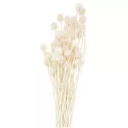 Carderia giapponese essiccata - naturale - per composizioni floreali x5 steli