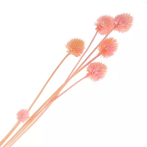 Carderia giapponese essiccata - rosa - per composizioni floreali x5 steli