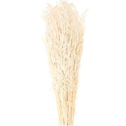 Avena essiccata naturale per composizione floreale x5 steli