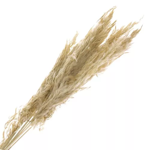 Erba di pampa essiccata naturale per composizione floreale x6 steli