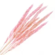 Erba di pampa rosa essiccata per composizione floreale x6 steli