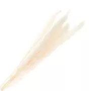 Erba di pampa bianca essiccata per composizione floreale x6 steli