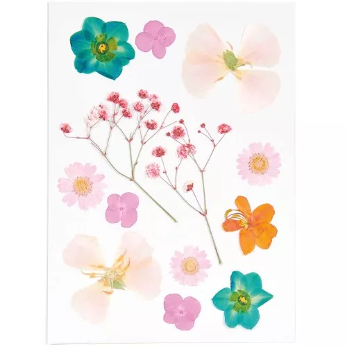 Assortimento di fiori secchi e pressati su tavola - Mix Arancione - Turchese