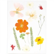 Assortimento di fiori secchi e pressati su tavola - Mix natura Arancione