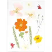 Assortimento di fiori secchi e pressati su tavola - Mix natura Arancione