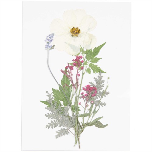 Assortimento di fiori secchi e pressati su tavola - Mix Bianco - Viola