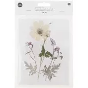 Assortimento di fiori secchi e pressati su tavola - Mix Bianco - Viola