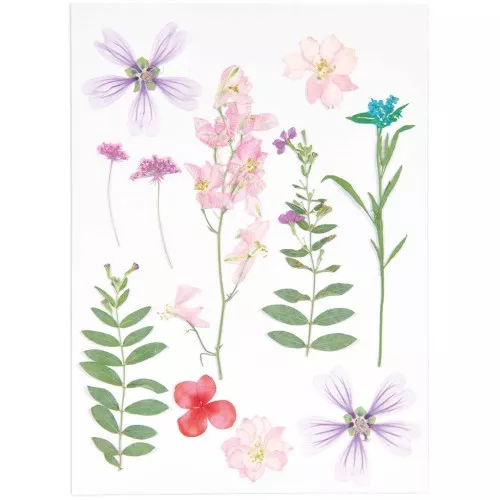 Assortimento di fiori secchi e pressati su tavola - Mix Rosa - Viola