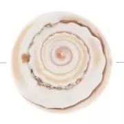 Perlina di conchiglia da 17 mm - Naturale x1