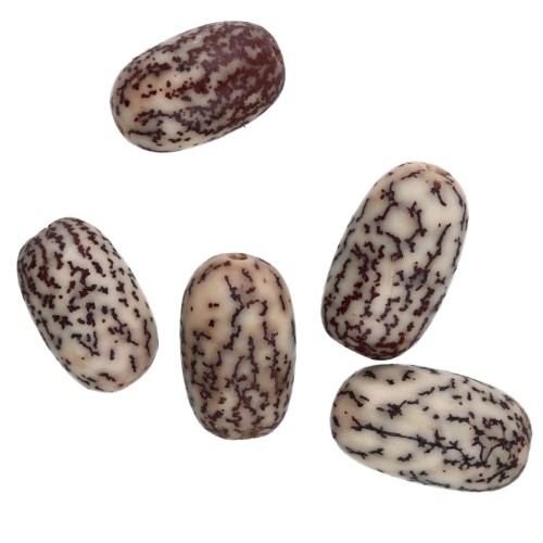 Olive noci de Betel mm. 15x10 Naturale x 5