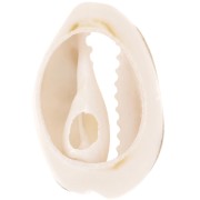 Conchiglie Cauri da 18-20mm con resina epossidica - Naturale - Dark gold Glitterx1