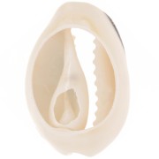 Conchiglie Cauri da 18 a 20 mm con resina epossidica - Naturale - Glitter nero x1